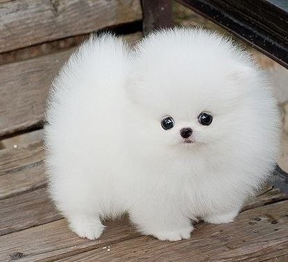 Анна Королева | Санкт-Петербург