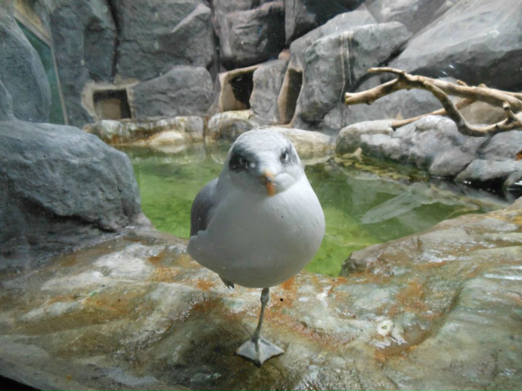 Мария Афанасьева | Мирный