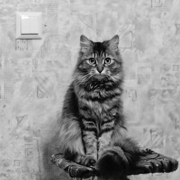 №110, Елена Федорина, 38 лет, Симферополь №110, Елена Федорина, 38 лет, Симферополь