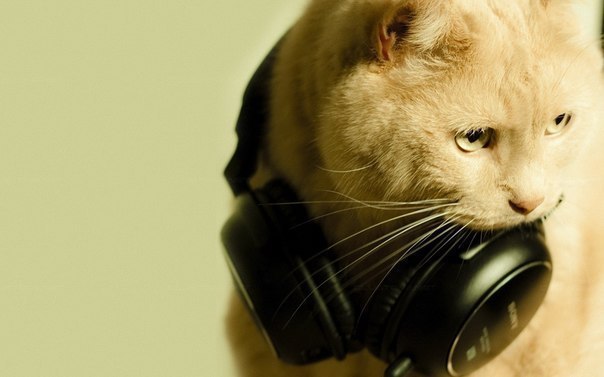 Дмитрий Чубырь | Запорожье