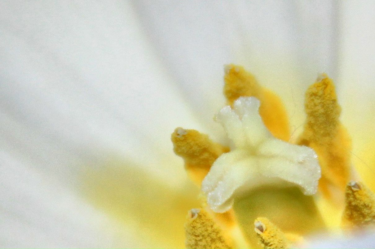 Александр Черешнюк | 