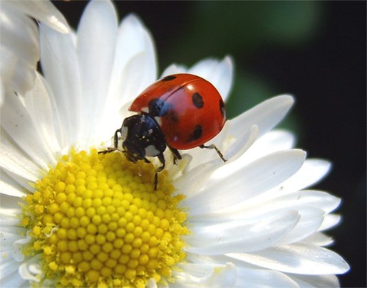 Дина Михалёва | 