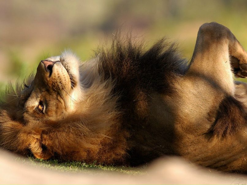 Алексей Порозов | Сочи