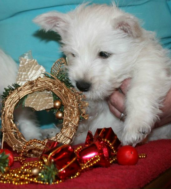 №13, Юлия Андреева, 22.05.1964, Санкт-Петербург №13, Юлия Андреева, 22.05.1964, Санкт-Петербург