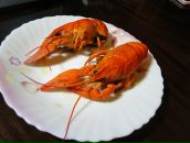 №1, Юлия Чинибалаева, 20.3, Praha, Чехия