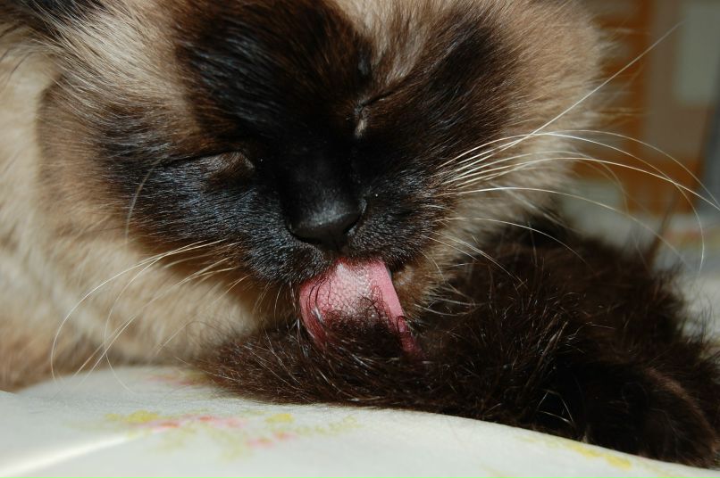 Яна Клишта | Киев