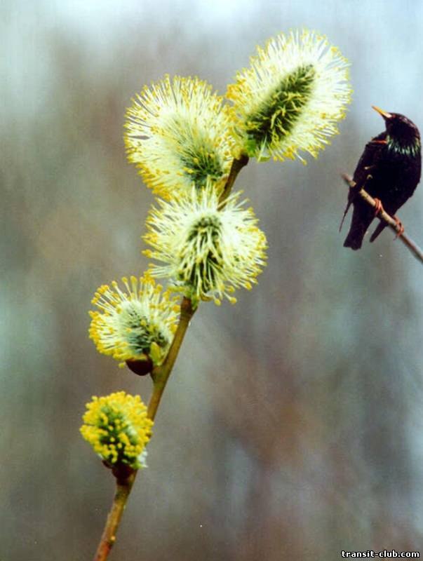 Людмила Годун | 