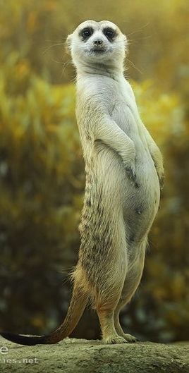 Ян Абрамович | Санкт-Петербург