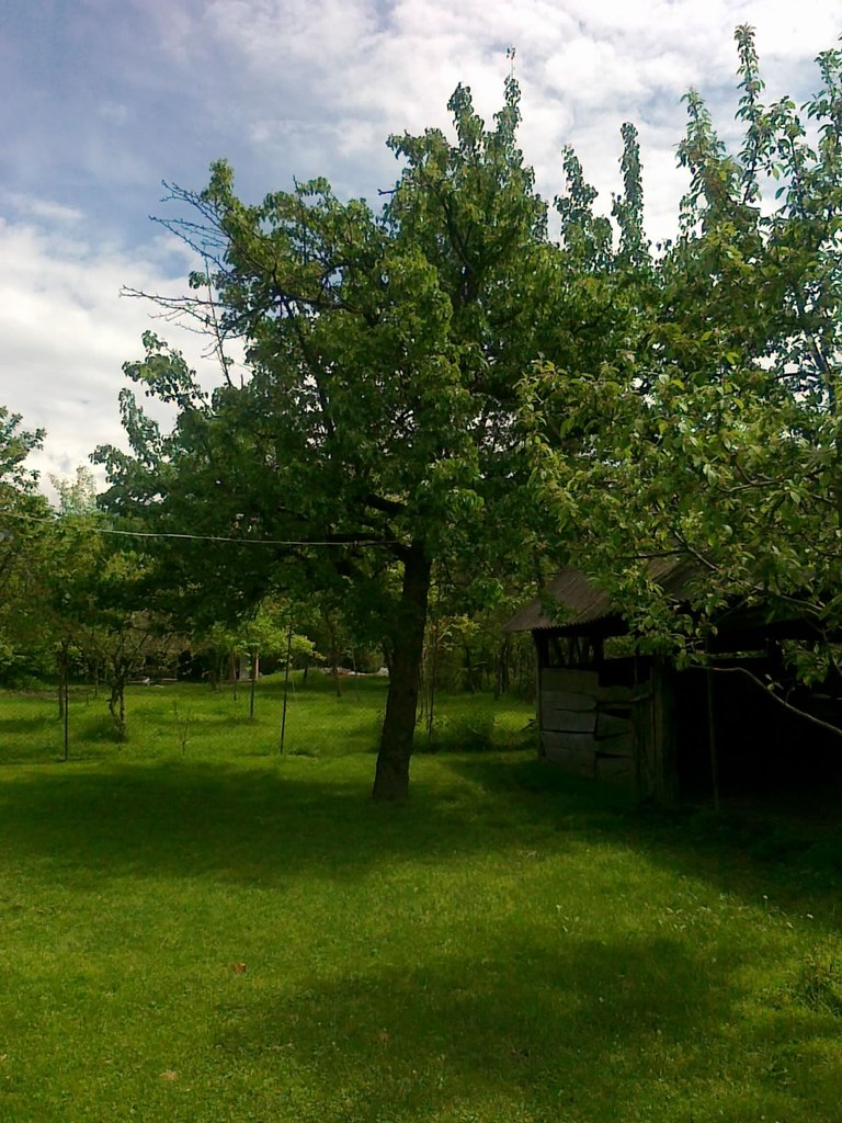 Васиф Мамедов | Балакен