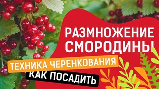 СУПЕР СПОСОБ ЧЕРЕНКОВАНИЯ СМОРОДИНЫ!!!