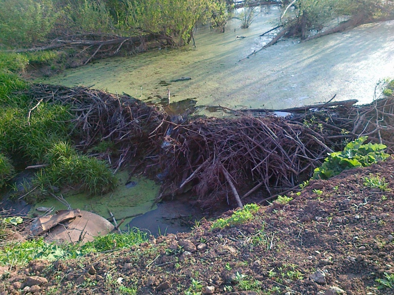 Сергей Пантелеев AspiL | Ижевск