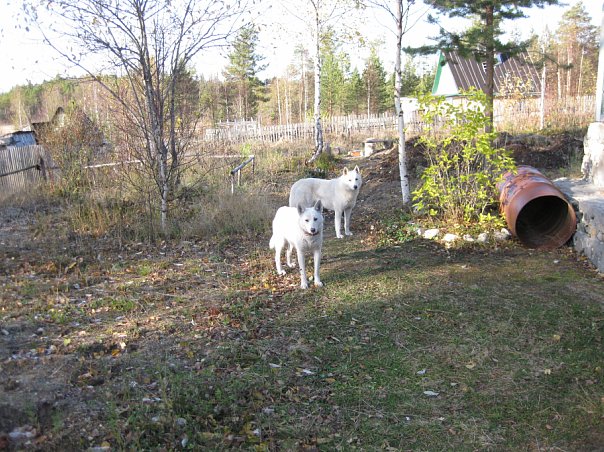 Артем Малахов Stoun- | Сегежа