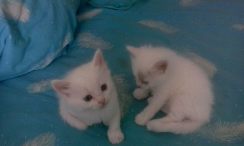 Анна Митрошина | Сызрань