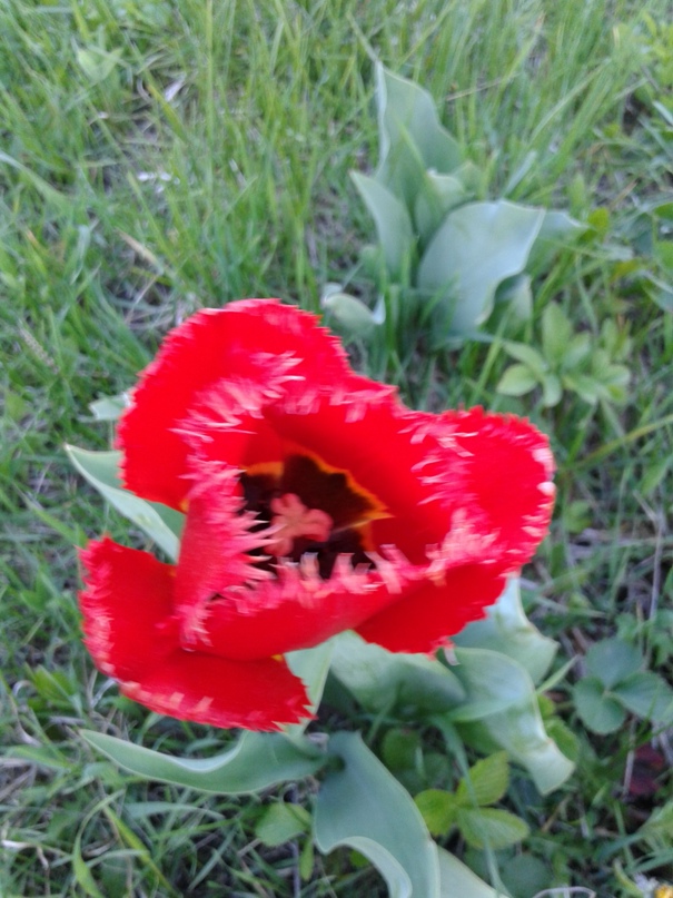 Альберт Лузин | Керчь