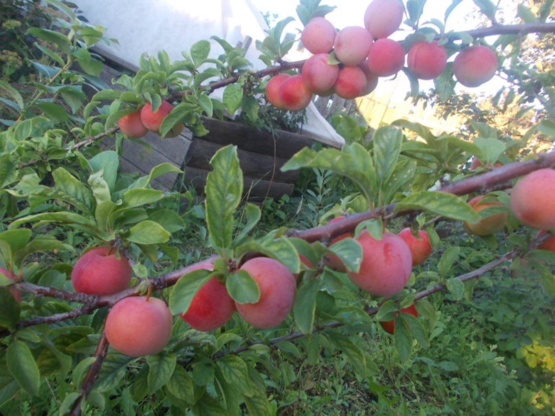 Натали Стародубова | Красноярск