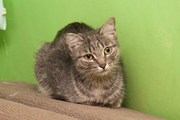 Хроника развития британских котят из питомника GALA-CAT - Блог - Страница 20