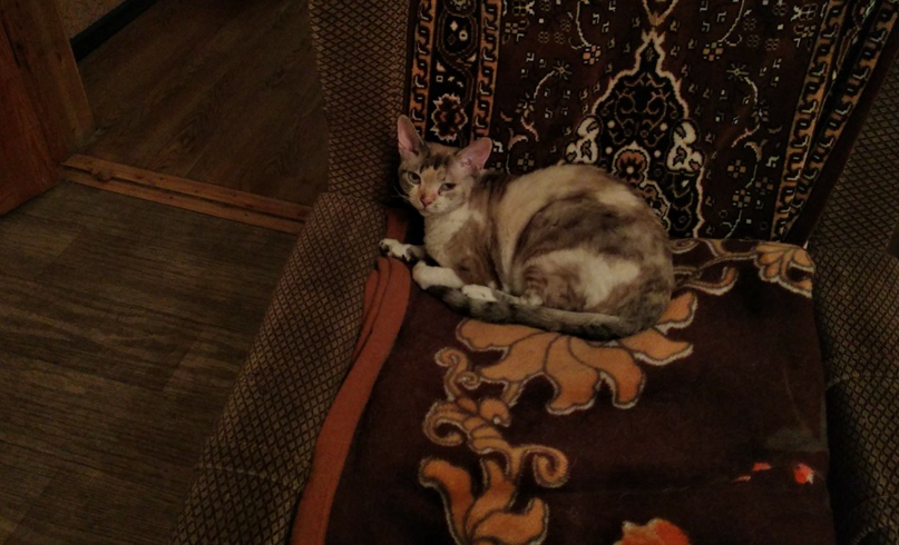 Олег Петрович | Екатеринбург