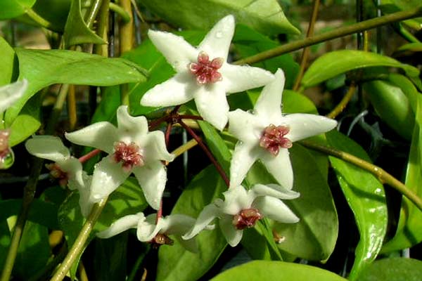 Светлана Светина |