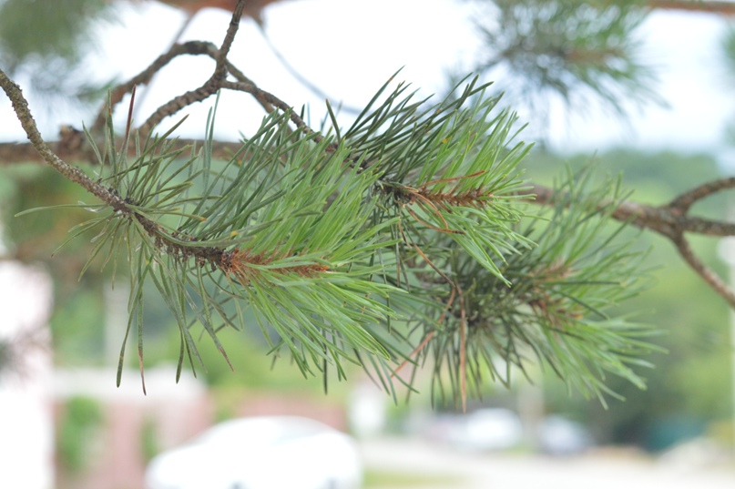 Виктория Бессарабова | Майкоп