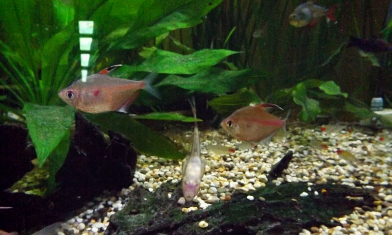 Дмитрий Митрофанов | Воскресенск