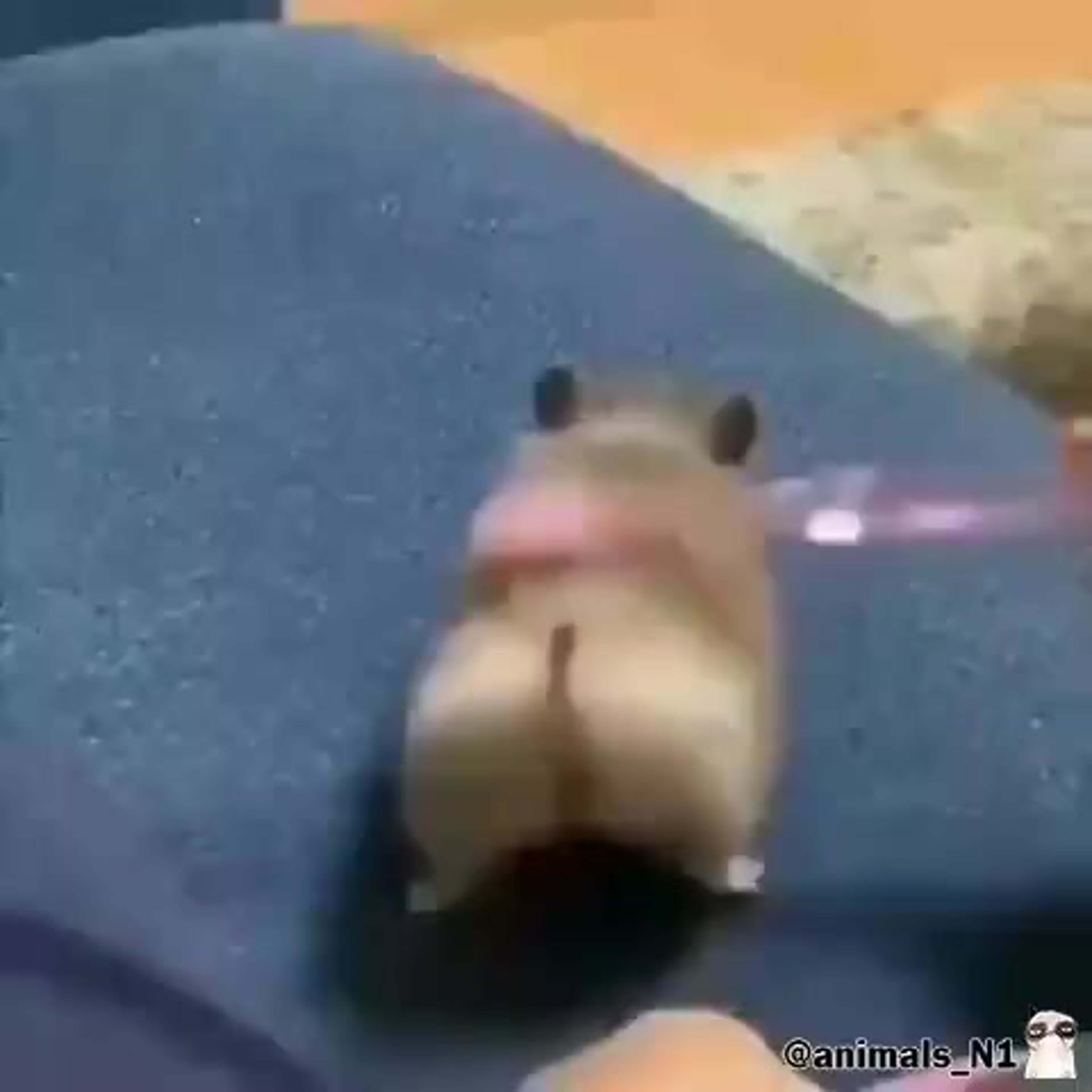 Очко хомяка