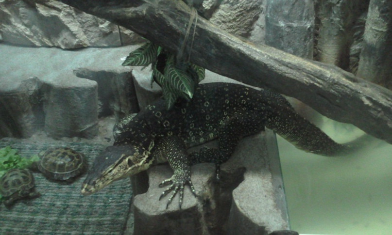 Юлия Цветкова | Ржев