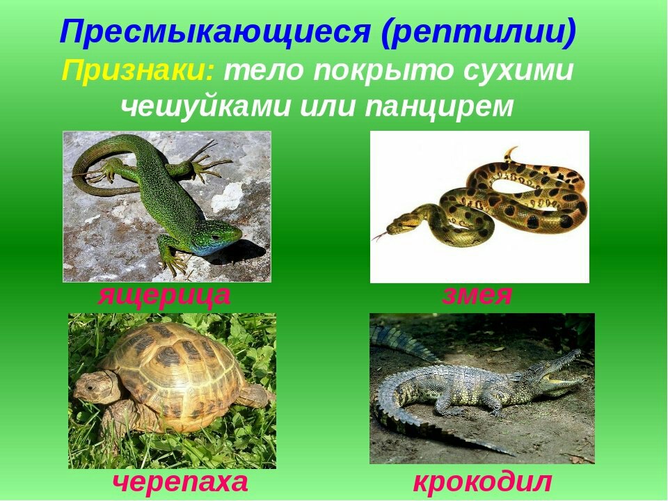 Конспект урока с презентацией "Мир животных"