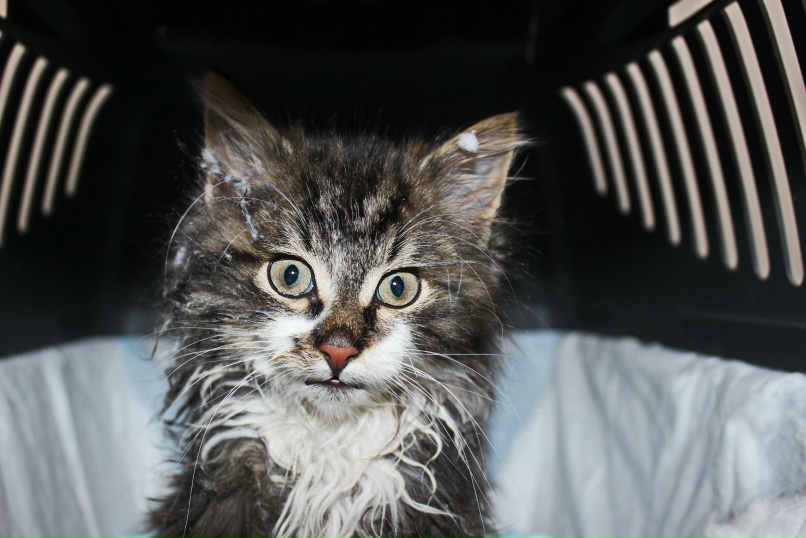 Алёна Иваницкая | Череповец