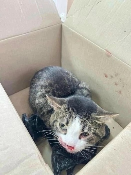 Приветствую, вчера нашли кота, чей красавчик? Не...