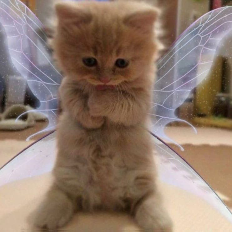 Татьяна Ерощенкова | Калининград