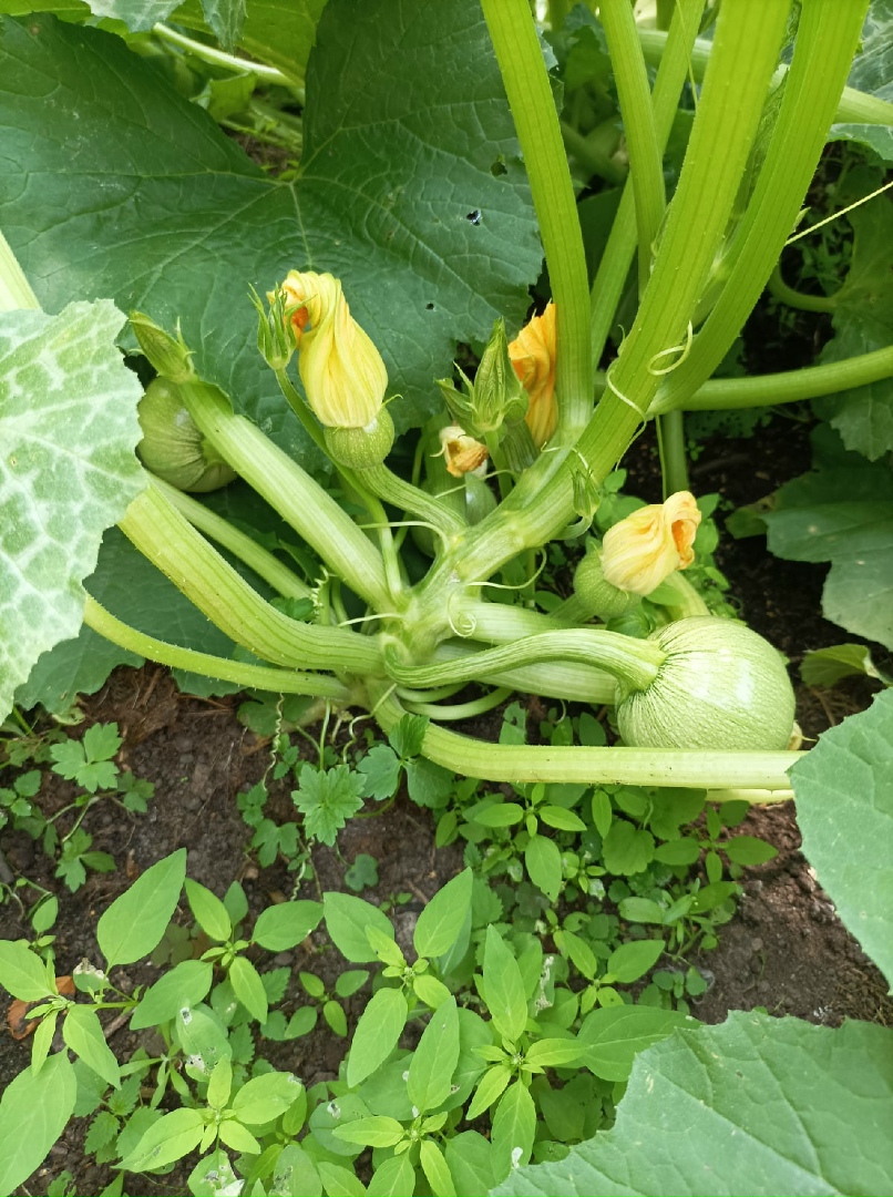 Anastasiia Tropina | Санкт-Петербург