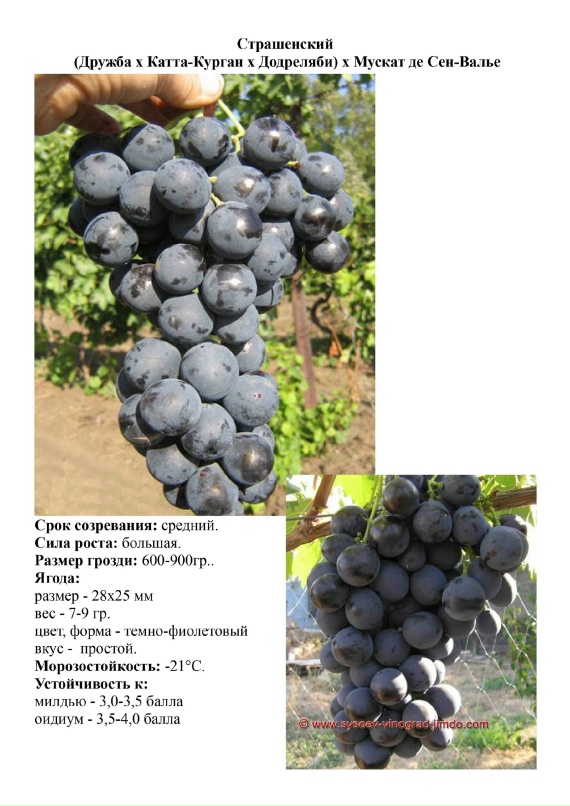 Сорт винограда Страшенский. Виноград 2014. - YouTube