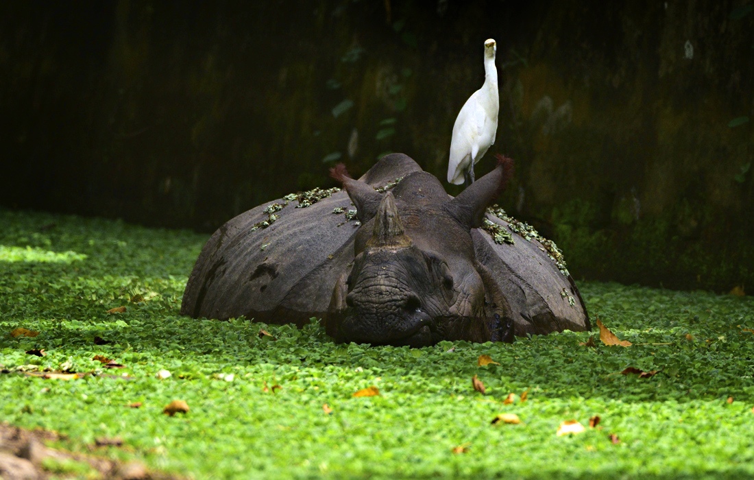 Носорог в московском зоопарке Носорог в московском зоопарке