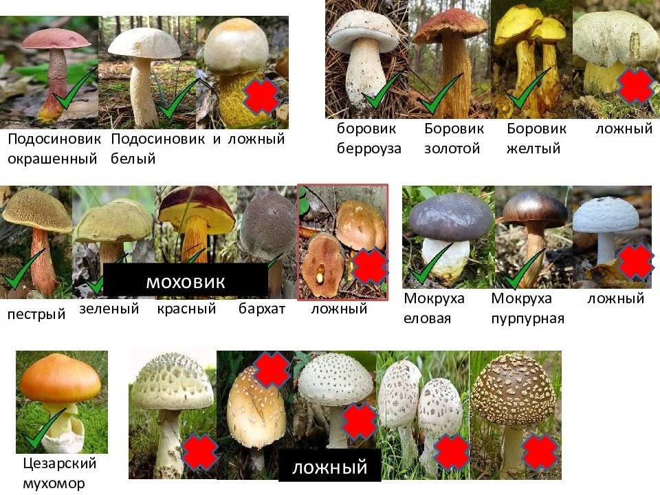 Перечне признаки отличающие растения от грибов