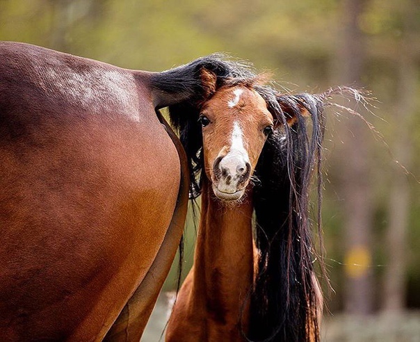 Напоить лошадь. Лошадь валяется. Синяя лошадь. Ну лошадок так лошадок. Напоить лошадь.