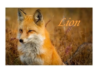 Horoscope  Lion Semaine du 25 au 30 Septembre 2023 : Période de Changement Positif