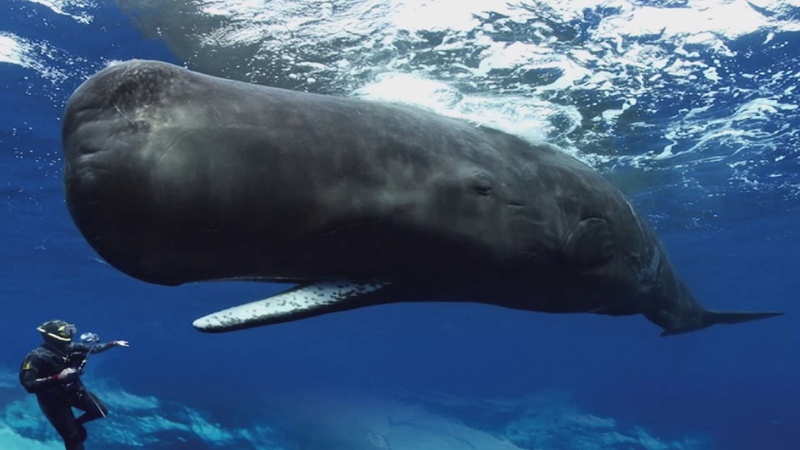 Sperm Whales Clicking You Inside Out James Nestor at The