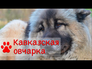 Кавказская овчарка | Все о породе