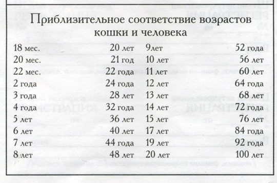 Кошка по возрасту людей