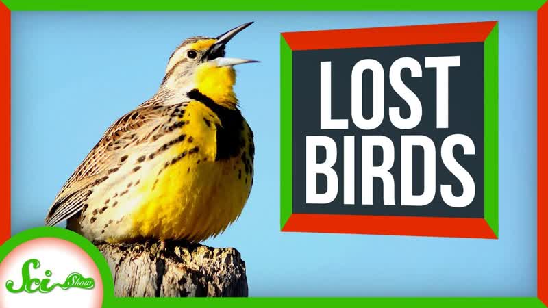 North Americas 3 Billion Lost Birds, Sci Show