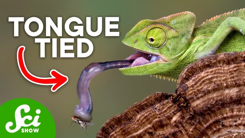 7 Strange Animal Tongues You Have to See to